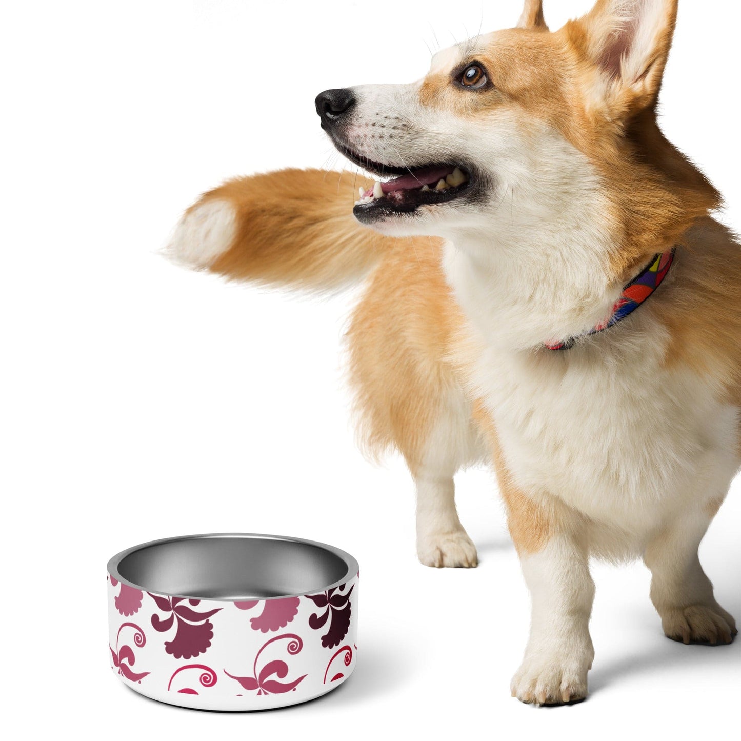 Pet bowl |  Perfect Bowls for Pets of All Sizes